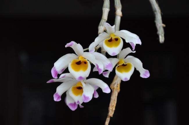 Synthesize images of orchids U Convex - Hoang Thao U convex most beautiful