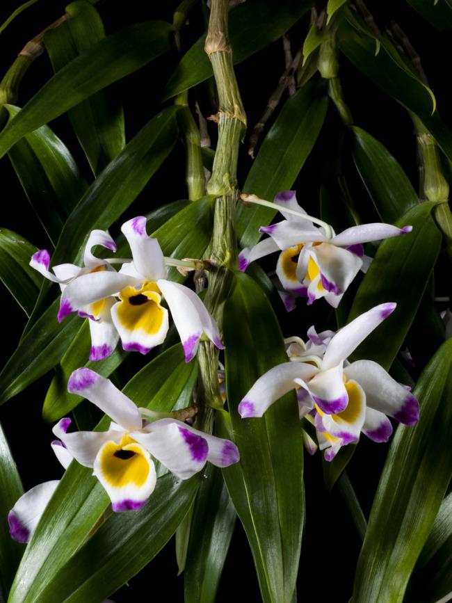 Sintetizza immagini di orchidee U Convex - Hoang Thao U convesse più belle