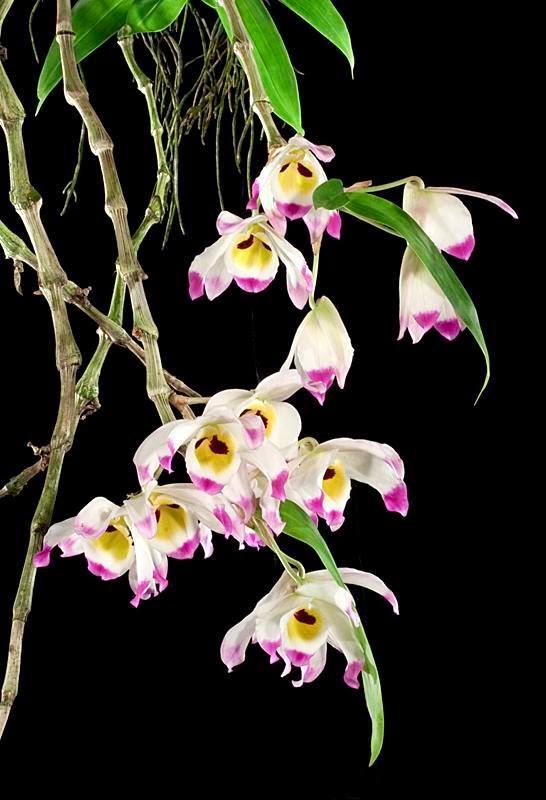 Synthesize images of orchids U Convex - Hoang Thao U convex most beautiful