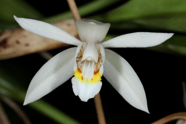 Sintetizza le immagini più belle di serene orchidee