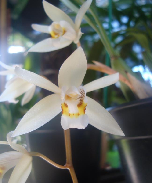Synthesize the most beautiful images of serene orchids