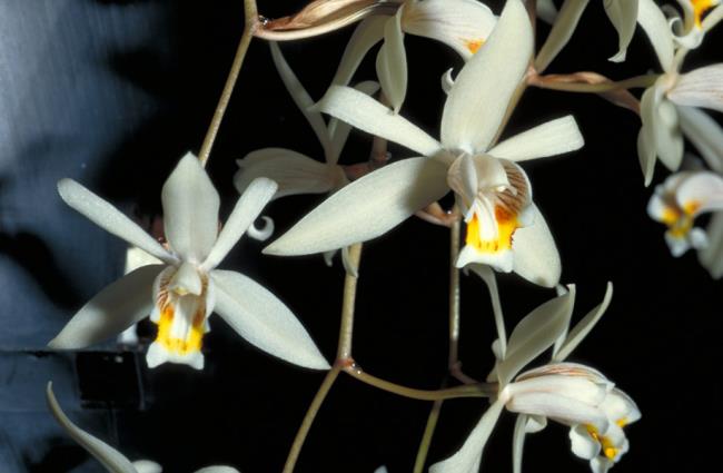 Synthesize the most beautiful images of serene orchids