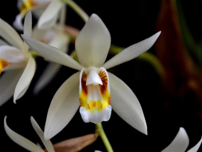 Synthétisez les plus belles images d'orchidées sereines