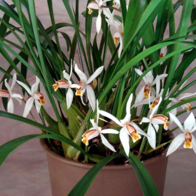 Zsyntetyzuj najpiękniejsze obrazy spokojnych orchidei