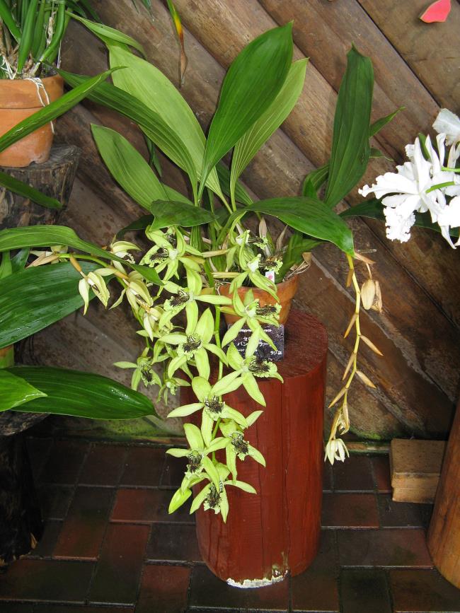 Zsyntetyzuj najpiękniejsze obrazy spokojnych orchidei