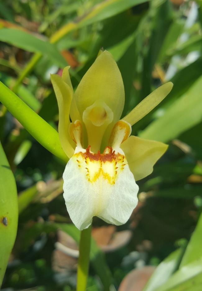 Sintetizza le immagini più belle di serene orchidee