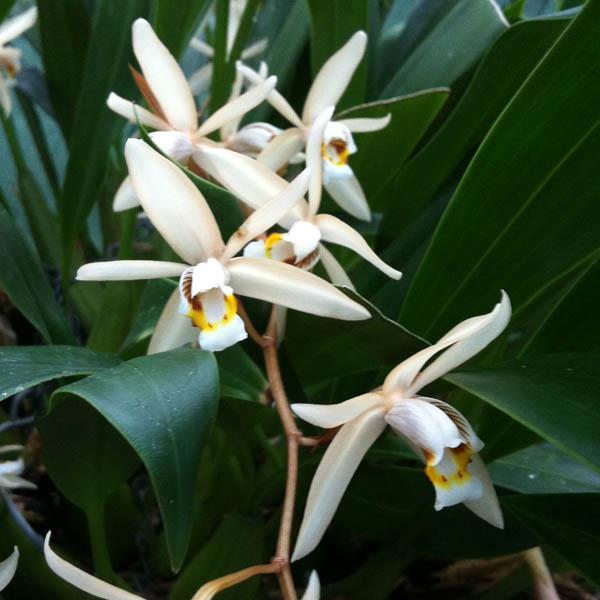 Synthétisez les plus belles images d'orchidées sereines