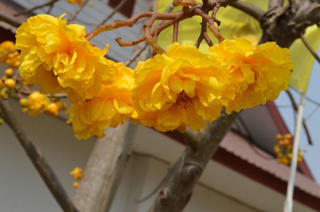Synthesize the best pictures of apricot flowers