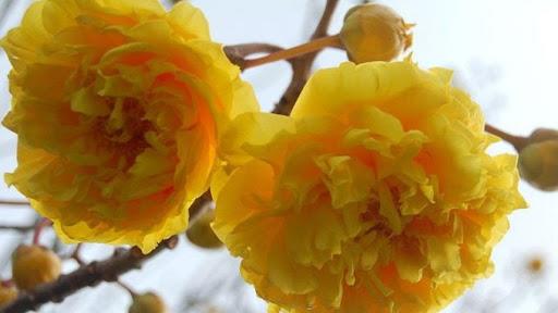 Synthetisieren Sie die besten Bilder von Aprikosenblüten