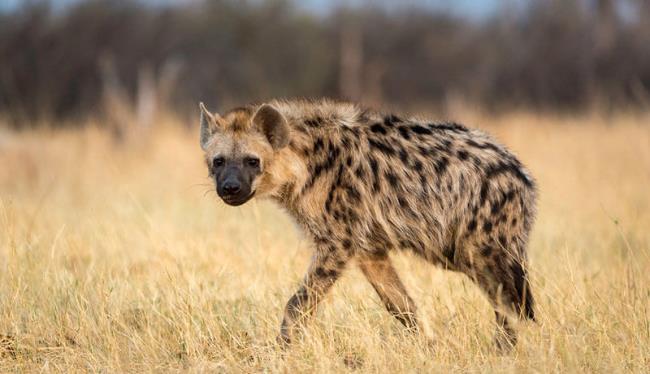 Buat gambar hyena terindah