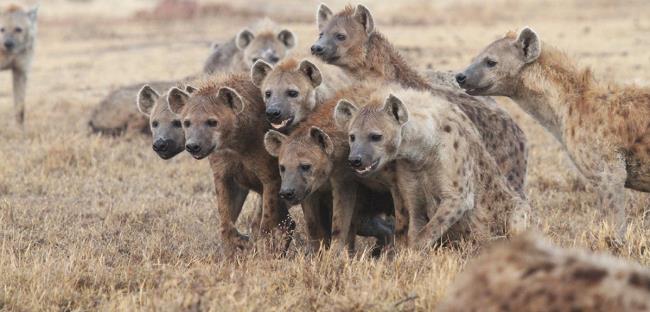 Synthesize pictures of the most beautiful hyenas