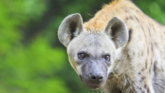 Mensintesiskan gambar hyena yang paling indah