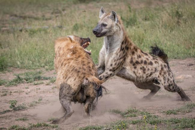 Buat gambar hyena terindah