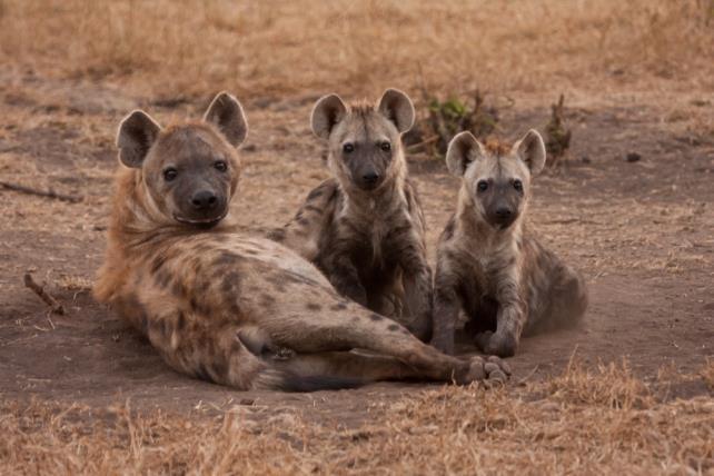 Synthesize pictures of the most beautiful hyenas