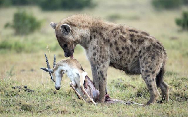 Mensintesiskan gambar hyena yang paling indah