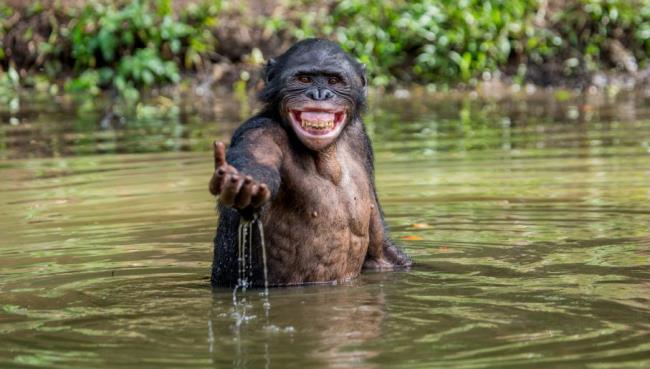 สังเคราะห์ภาพของลิงชิมแปนซีที่สวยที่สุด