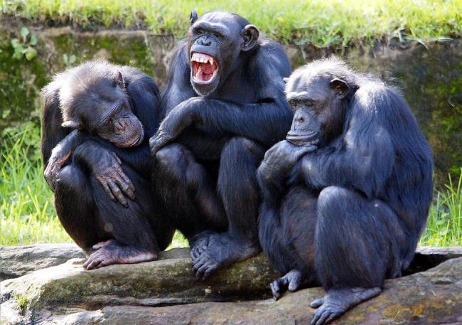 Mensintesiskan gambar simpanse yang paling cantik