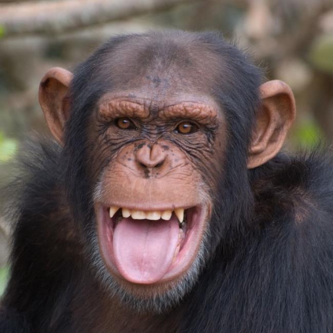 Sintesi della più bella immagine di scimpanzé