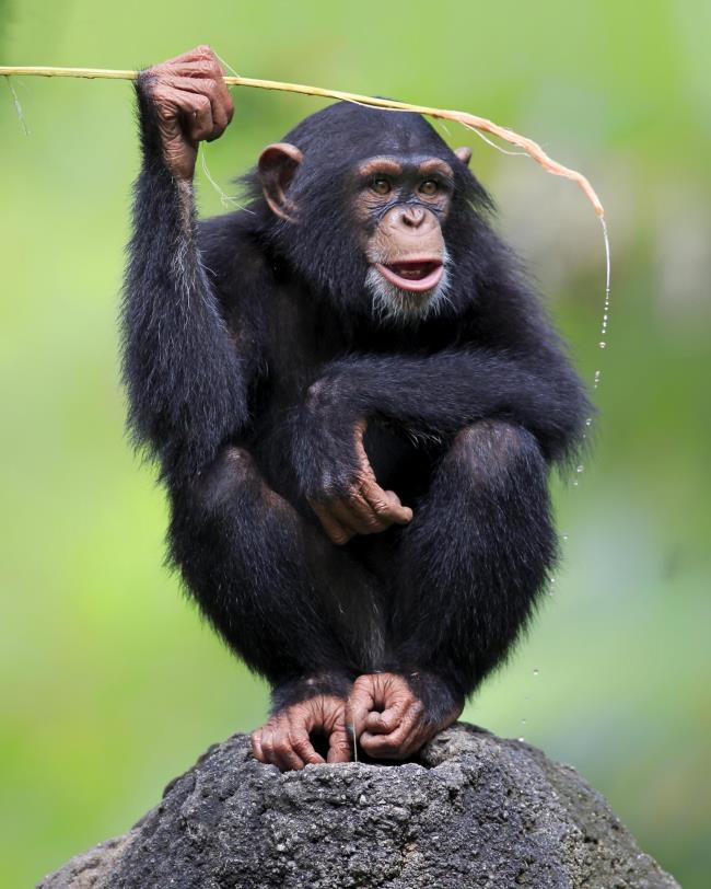 Sintesi della più bella immagine di scimpanzé
