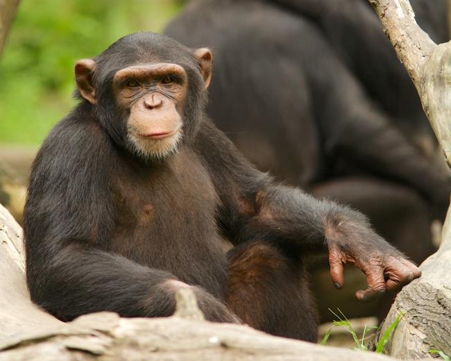 Synthese des schönsten Schimpansenbildes