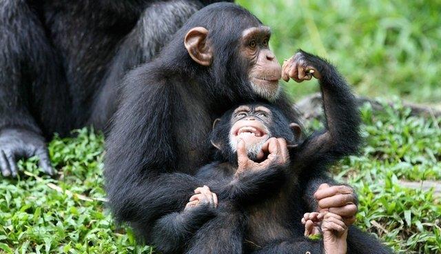 Mensintesiskan gambar simpanse yang paling cantik