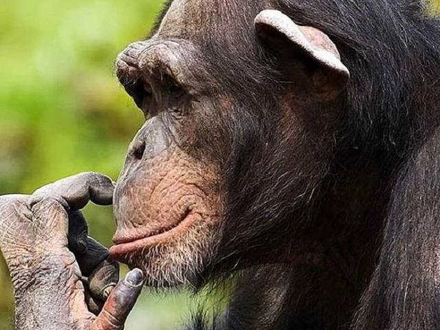 Synthesize the image of the most beautiful chimpanzee