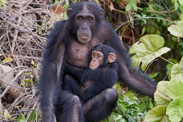 Synthesize the image of the most beautiful chimpanzee