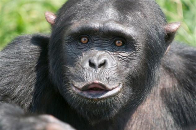 Synthese des schönsten Schimpansenbildes