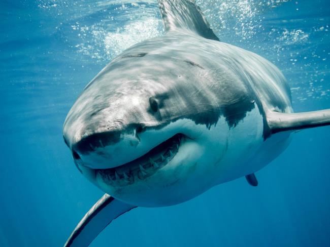 Sintesis gambar hiu paling indah - pembunuh lautan