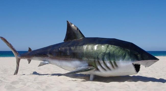 Sintesis gambar hiu paling indah - pembunuh lautan