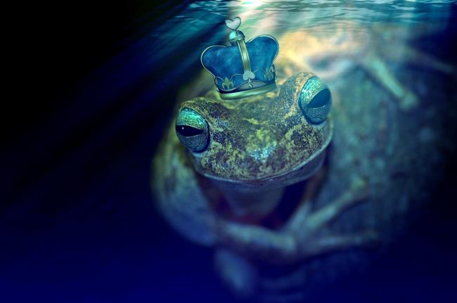 Mensintesiskan sekumpulan foto katak yang unik dari seluruh dunia