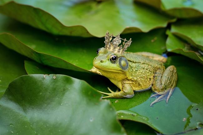 Mensintesiskan sekumpulan foto katak yang unik dari seluruh dunia