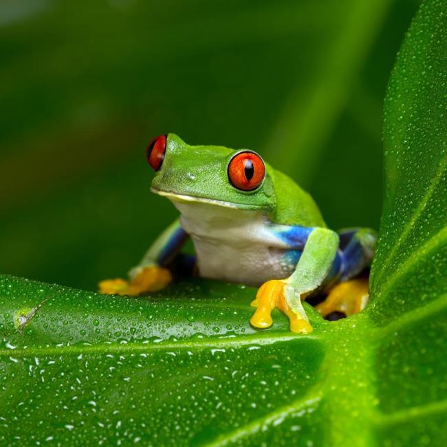 Synthesize a unique set of frogs photos from around the world