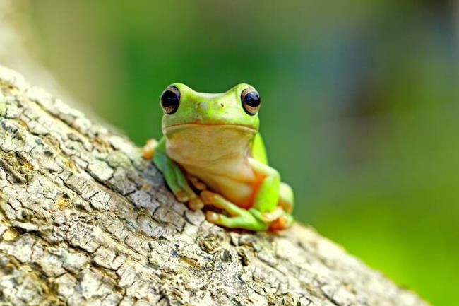 Zsyntetyzuj unikalny zestaw zdjęć żab z całego świata