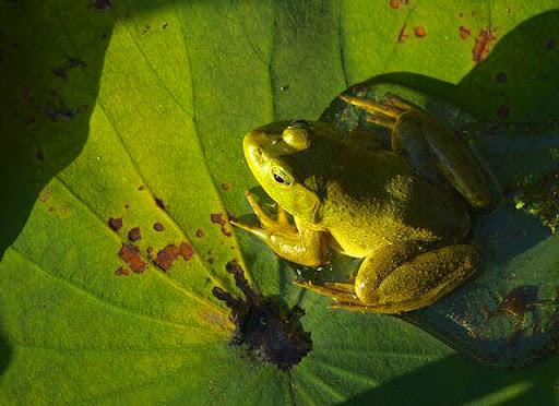 Zsyntetyzuj unikalny zestaw zdjęć żab z całego świata