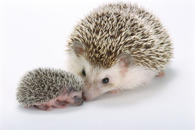 คอลเลกชันภาพเม่นที่สวยที่สุด - ภาพถ่ายที่สวยงามแวววาวชื่อ "Happy hedgehog"