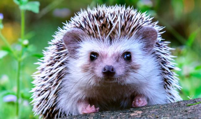 Collection of the most beautiful hedgehog images - shimmering beautiful photos titled "Happy hedgehog"