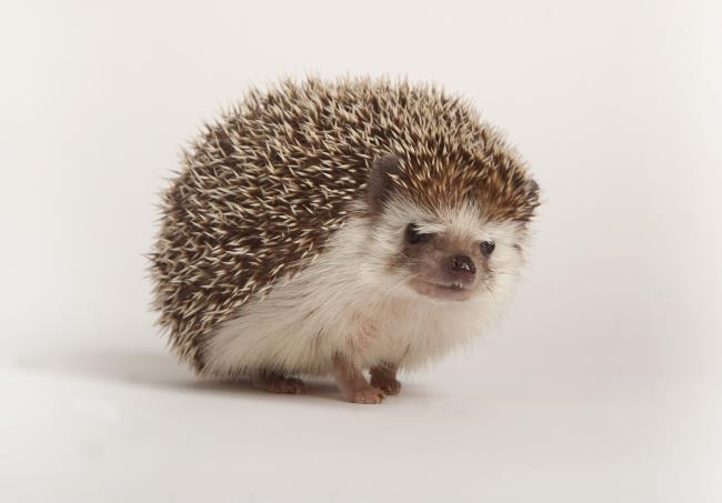 Koleksi gambar landak terindah - foto indah berkilauan berjudul "Happy hedgehog"