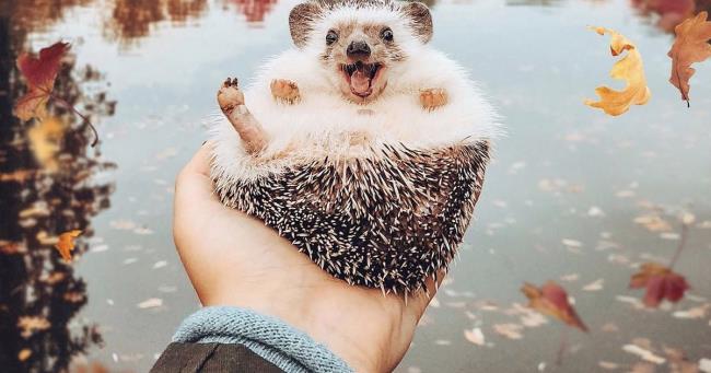 คอลเลกชันภาพเม่นที่สวยที่สุด - ภาพถ่ายที่สวยงามแวววาวชื่อ "Happy hedgehog"