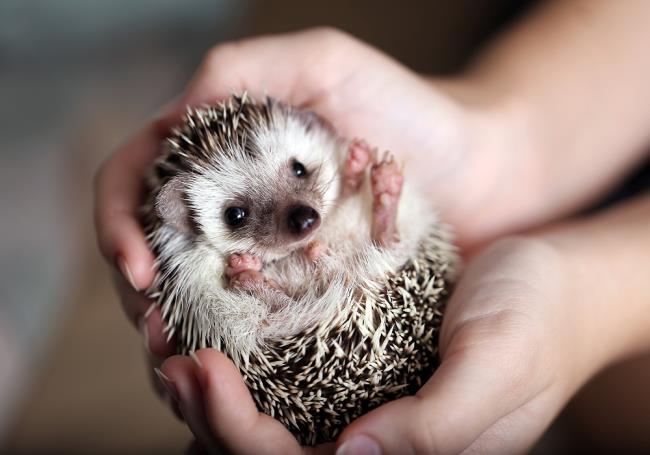 Sammlung der schönsten Igelbilder - schimmernde schöne Fotos mit dem Titel "Happy Hedgehog"