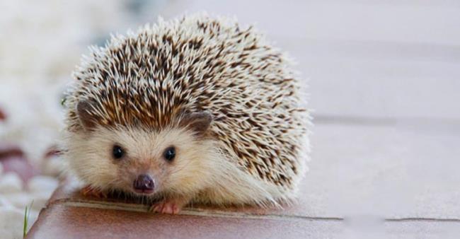 Synthèse des plus belles images de hérisson - de belles photos chatoyantes intitulées "Happy Hedgehog"