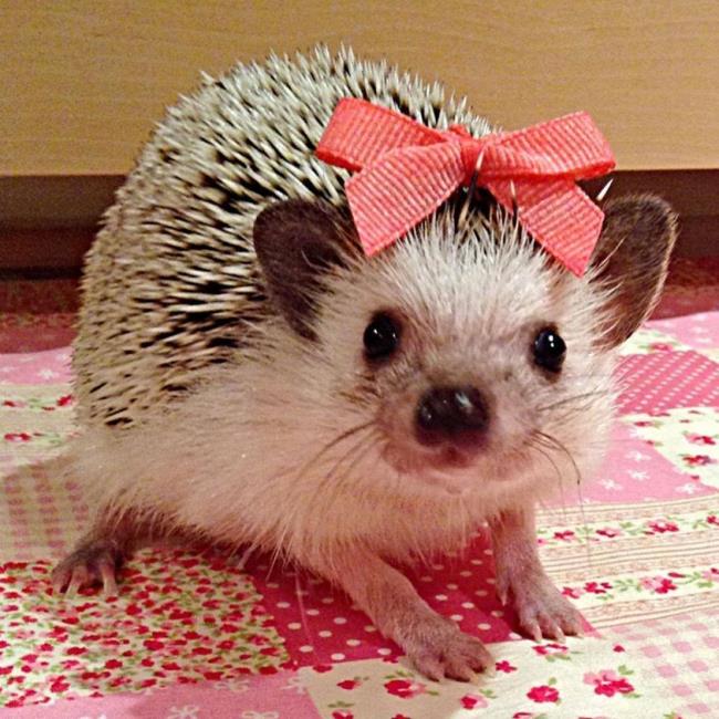 Sammlung der schönsten Igelbilder - schimmernde schöne Fotos mit dem Titel "Happy Hedgehog"