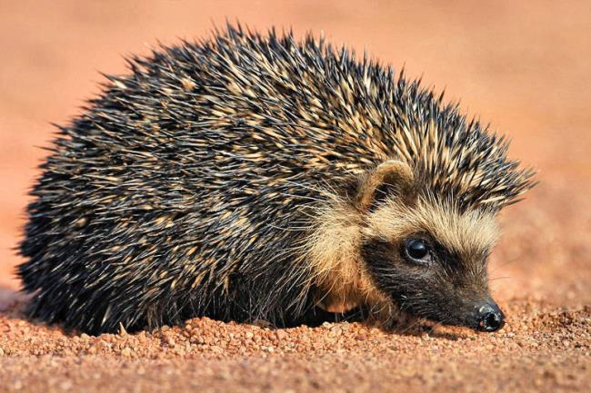 Koleksi gambar landak terindah - foto indah berkilauan berjudul "Happy hedgehog"