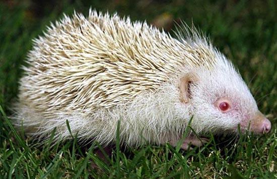 Collection of the most beautiful hedgehog images - shimmering beautiful photos titled "Happy hedgehog"