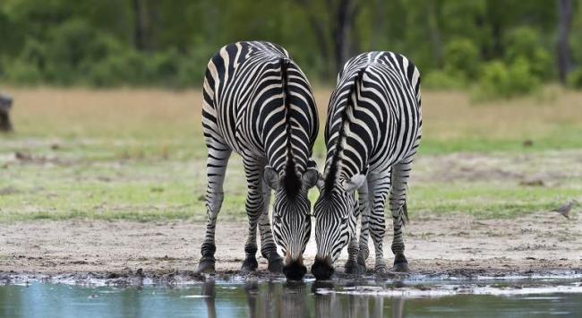 Koleksi gambar zebra yang paling indah