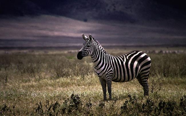 Koleksi gambar zebra terindah