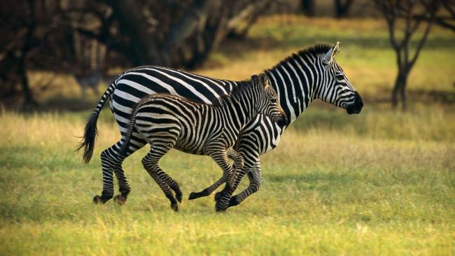 Sammlung der schönsten Zebrabilder