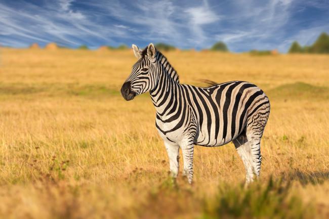 Koleksi gambar zebra terindah