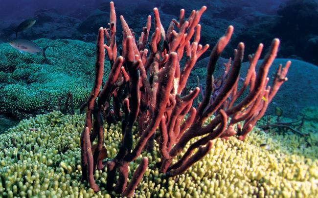 Mensintesiskan keindahan ajaib karang laut di dasar laut