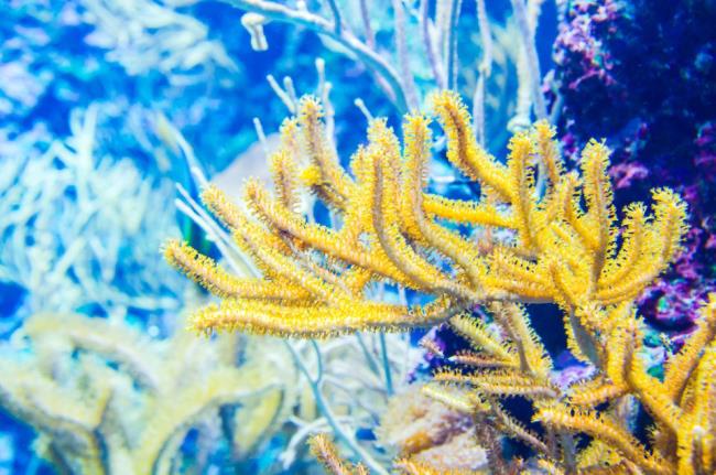 Sintetizza la magica bellezza dei coralli marini sul fondo dell'oceano